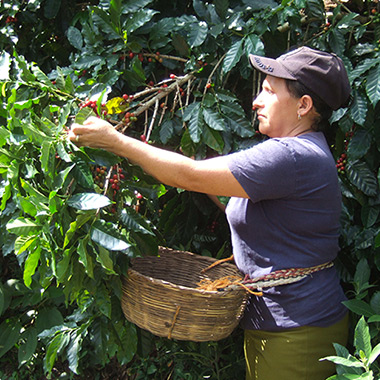 Producteur de café