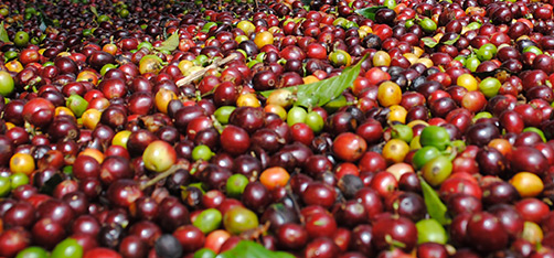 Robusta